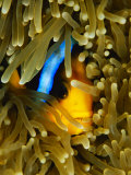 An Orange-Fin Anemonefish Nestled in the Tentacles of a Sea Anemone