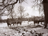 Cattle Pictured in the Snow at Shenley  Hertfordshire  January 1935
