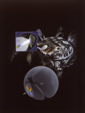 This Drawing Shows How a Jumping Spider Uses Its Four Pairs of Eyes to Sense Food  a Mate  or Prey