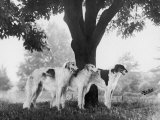 Three Mythe Borzois Belonging to Miss EM Robinson Standing Under a Tree