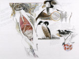 Diagram of the Effects of Oil and Oil Spills on Wildlife