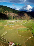 Rice Paddies  Aguid  Philippines