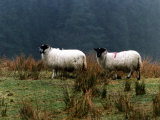 Two Sheep Grazing on a Hillside  1995
