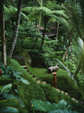 A Resort Worker Walks up the Steps of a Path Cut Through Dense Jungle