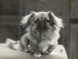 Champion Merree Owned by Stewart