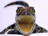 A Baby Alligator Rests in a Shoe at Bristol Zoo  November 1997