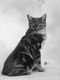 Manx Cat Sitting Down So You Cannot Really See That It Does Not Have a Tail