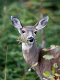 A Deer Eats a Mouthful of Leaves While Looking Curiously at You