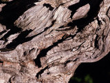 Wood Texture on Tree in the Mountains of Lazio Italy