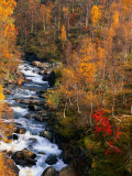 Mountain Stream in Autumn  Vindelfjallen Nature Reserve  Sweden