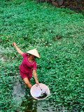 Woman Collecting Snails in Moat Around Imperial Palace  Hue  Vietnam