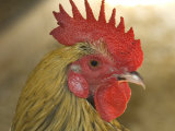 A Close View of the Head of a Rooster