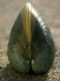 A Close View of a Clam Set on Its Edge in Sand