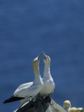 A Pair of Northern Gannets on Cliffs Above the Atlantic Ocean