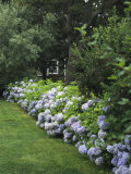 Hydrangeas in Bloom Along a Landscaped Yard