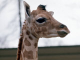 Baby Giraffe Catriona at Blair Drummond Safari Park  April 1973