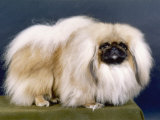 Cambaluc Lionheart Owned by Aubrey-Jones