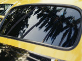 Reflections of Palm Trees in the Window of a Taxi