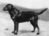 Dual Champion Bramshaw Bob Breed