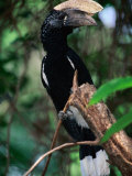 Silvery Cheeked Hornbill  Lake Manyara National Park  Tanzania