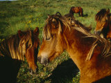 Wild Horses on Sable Island Originally Owned by Acadians Who were Forcibly Moved from Nova Scotia