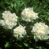 Paeonia "Festiva Maxima" (Paeony) Close-up of Double Flowers