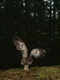 Swooping for a Snack  a Northern Spotted Owl (Strix Occidentalis) Seizes a Mouse