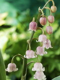 Lily-Of-The-Valley