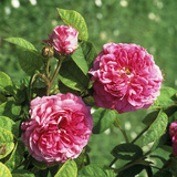 Rosa "Louis Philippe" (China Rose)  Close-up of Flowering