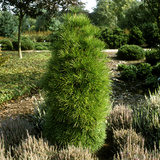 Sciadopitys Verticillata (Japanese Umbrella Pine) with Heather