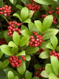 Skimmia Reevesiana  Clusters of Red Berries