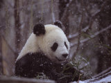 National Zoo Panda Eats Bamboo During a Winter in the Snow