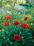 Papaver Orientale  Alchemilla Mollis Aquilegia  Ranunculus Arvensis Cae Hir  Wales