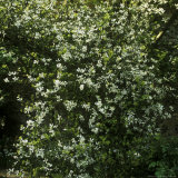 Poncirus Trifoliata in Blossom (Japanese Bitter Orange) Late Spring