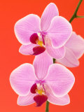 Phalaenopsis Orchid (Moth Orchid)