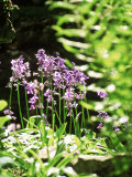 Hyacinthoides (Unnamed Bluebell)  Ferns