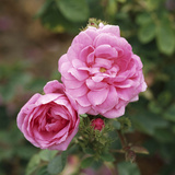 Rosa X Centifolia "Muscosa" (Syn R Old Pink Moss)
