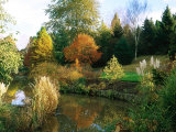Colourful Autumn Trees Reflected in Lake  and Planting of Cortaderia (Pampas Grass) at Lake Edge