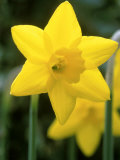 Narcissus  Sweetness (Daffodil)  Joniquilla and Apodanthus Group