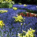 Spring Bulbs  Muscari  Narcissus and Hyacinthus