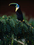 Channel Bill Toucan (Ramphastos Vitellinus) in Profile  Colombia