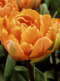 Tulipa "Orange Princess" (Tulip)  Close-up of Orange Flowers
