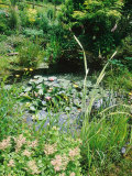 Pond with Nuphar (Water Lilies)  Astilbe (False Goatsbeard) and Caltha (Kingcup)