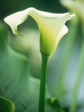 Arum Lily