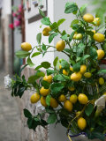 Lemons  Positano  Amalfi Coast  Campania  Italy