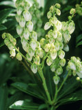 Pieris Japonica  Debutante (Lily of the Valley Shrub)  Small White Flowers on Green Stems