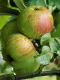 Apple "Lord Lambourne"  Close-up of Fruit on Tree with Raindrops