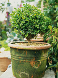 Small Buxus (Box) Topiary in Moss Covered Pot