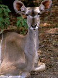 Kudu  Okavango Delta  Botswana