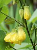 Abutilon  Canary Bird (Flowering Maple)